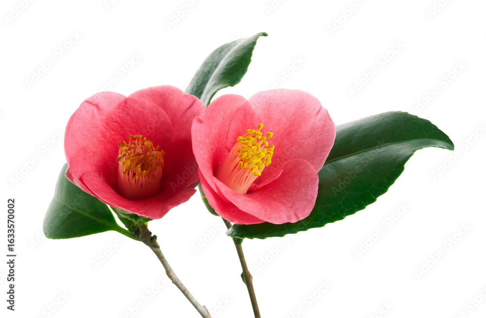 Naklejka premium Pink camellia flower, Japanese camellia blooming with leaves isolated on white background, with clipping path