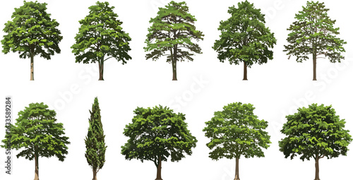 Collection of green leafy trees, various tree types, natural foliage, botanical illustration, summer nature, outdoor forest plants, vector tree designs