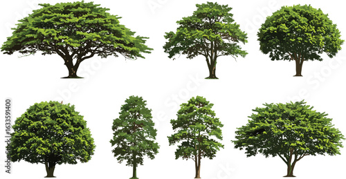 Green leafy tree illustrations, various tree shapes, lush foliage, natural environment, botanical art, summer forest plants, nature vector collection