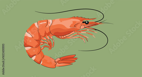 Drawn, curled, cooked shrimp with feelers & light/dark segments on green background