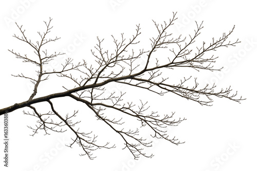 Frozen winter branches isolated on transparent background