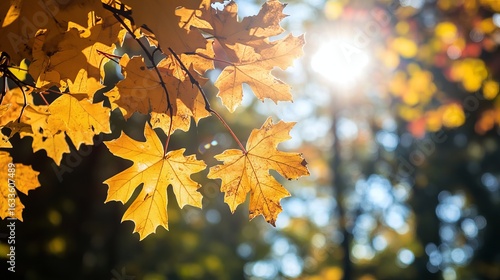 Golden maple leaves on branches in sunlight