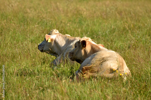 Weiderinder im Sommer