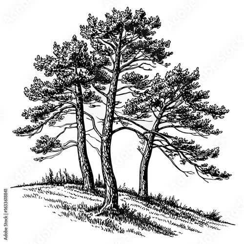 Hand-Drawn Pine Trees on Hill – Black and White Forest Ink Illustration