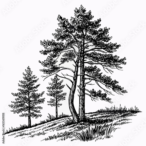 Hand-Drawn Pine Trees on Hill – Black and White Forest Ink Illustration