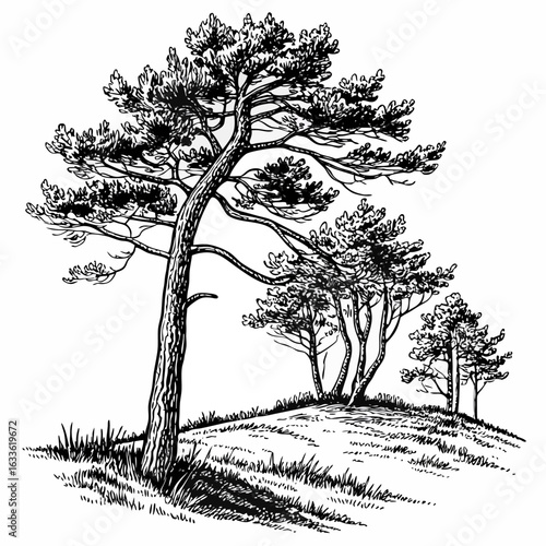 Hand-Drawn Pine Trees on Hill – Black and White Forest Ink Illustration