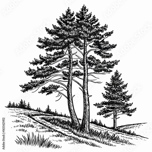 Hand-Drawn Pine Trees on Hill – Black and White Forest Ink Illustration