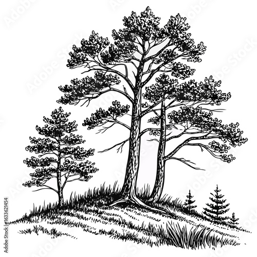 Hand-Drawn Pine Trees on Hill – Black and White Forest Ink Illustration