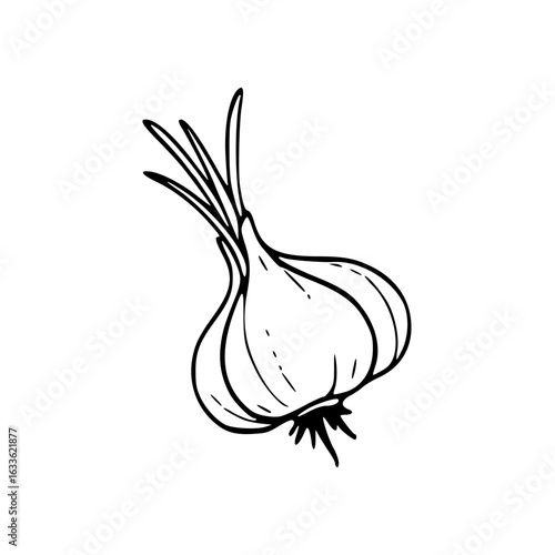 fresh garlic with sprout outline drawing