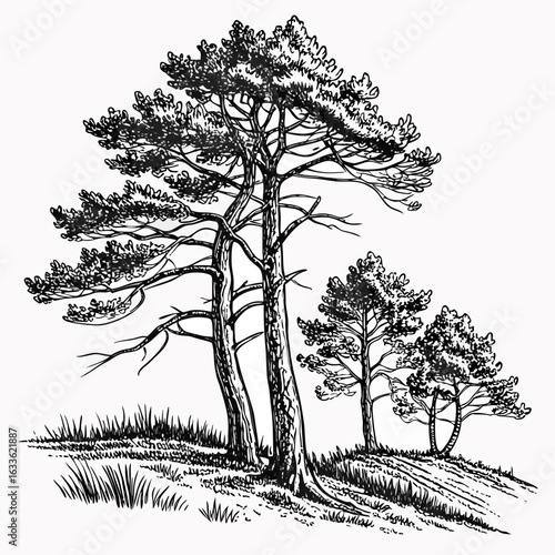 Hand-Drawn Pine Trees on Hill – Black and White Forest Ink Illustration