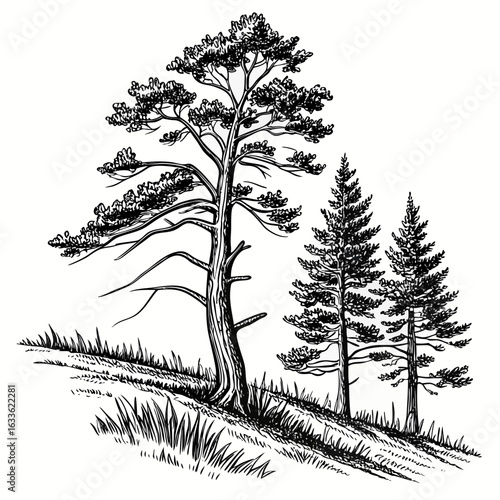 Hand-Drawn Pine Trees on Hill – Black and White Forest Ink Illustration