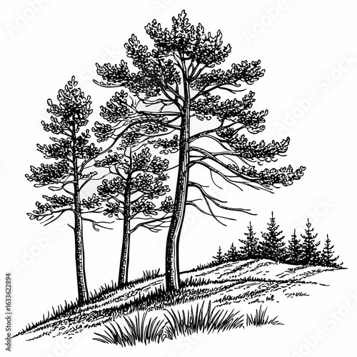 Hand-Drawn Pine Trees on Hill – Black and White Forest Ink Illustration