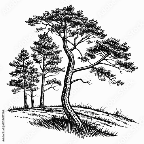 Hand-Drawn Pine Trees on Hill – Black and White Forest Ink Illustration