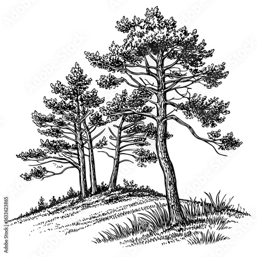Hand-Drawn Pine Trees on Hill – Black and White Forest Ink Illustration