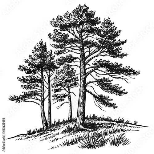 Hand-Drawn Pine Trees on Hill – Black and White Forest Ink Illustration