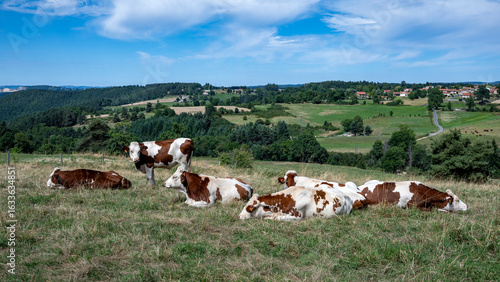 Obraz na plátně Troupeau de vaches dans un paysage d'Auvergne dans le département de la Haute-Lo