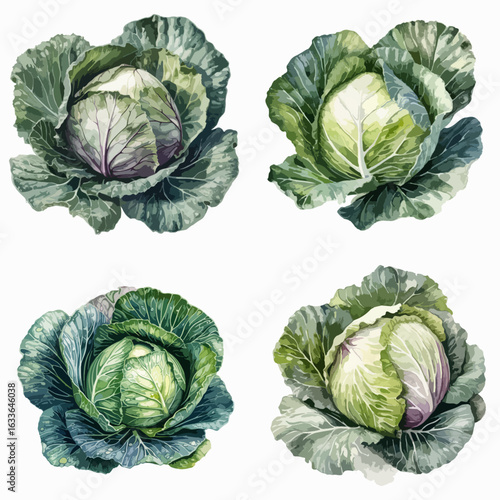 Collection of four meticulously rendered watercolor cabbage heads,  showing various shades of green and purple, displayed against a plain white backdrop.