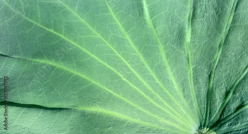 lotus leaf