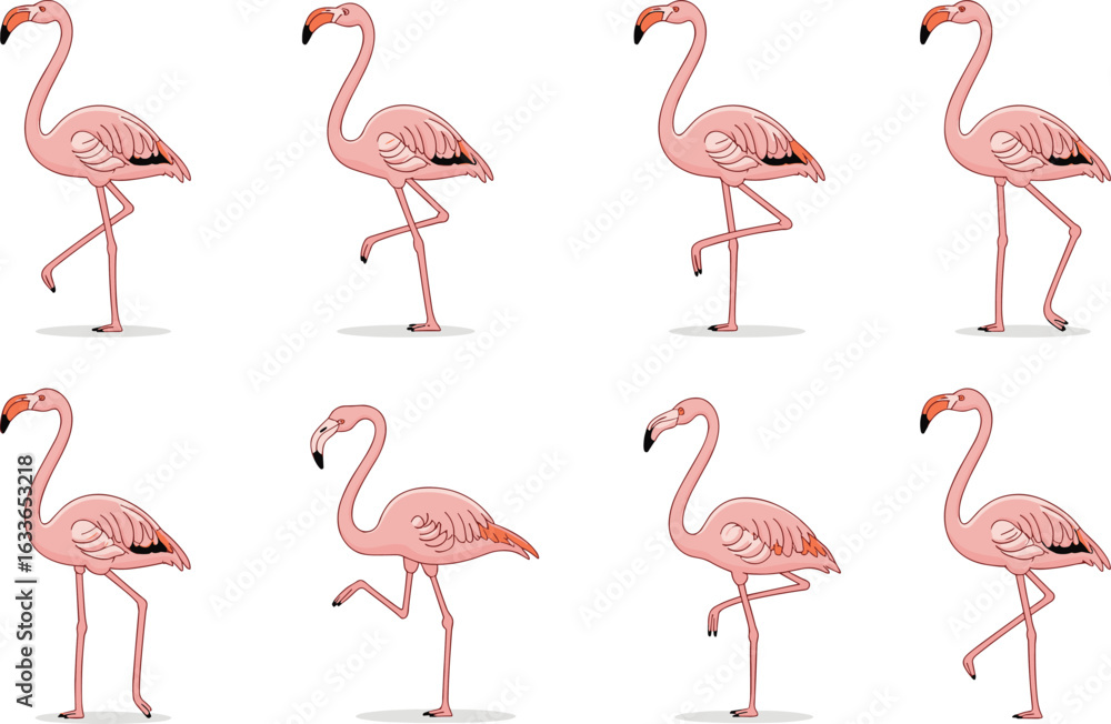 Fototapeta premium Cartoon flamingo bird collection in standing and walking poses, pink tropical animal vector illustration, isolated on white background, funny design