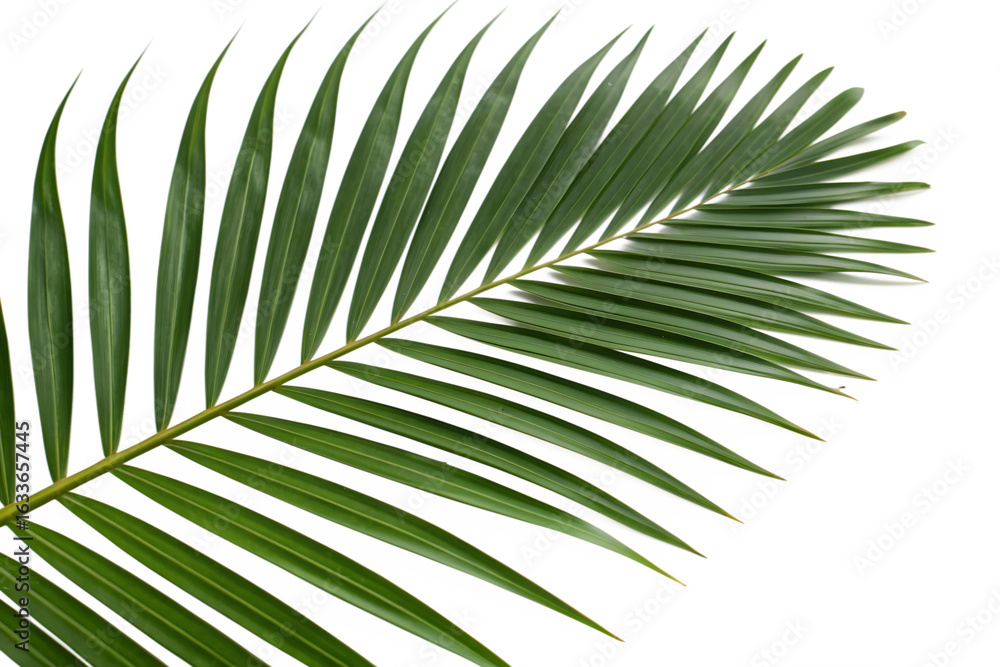 Obraz premium Palm leaf isolated on white background.
