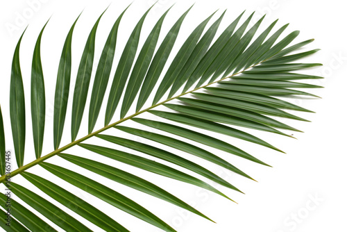Palm leaf isolated on white background.