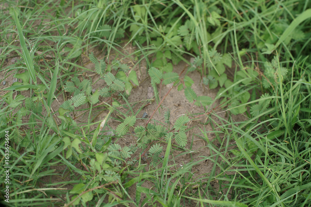 Obraz premium Planta vergonzosa 