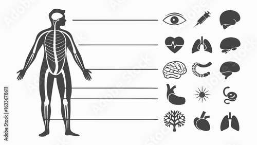 Human anatomy diagram showing organs body structure and systems for medical educational infographic illustration
