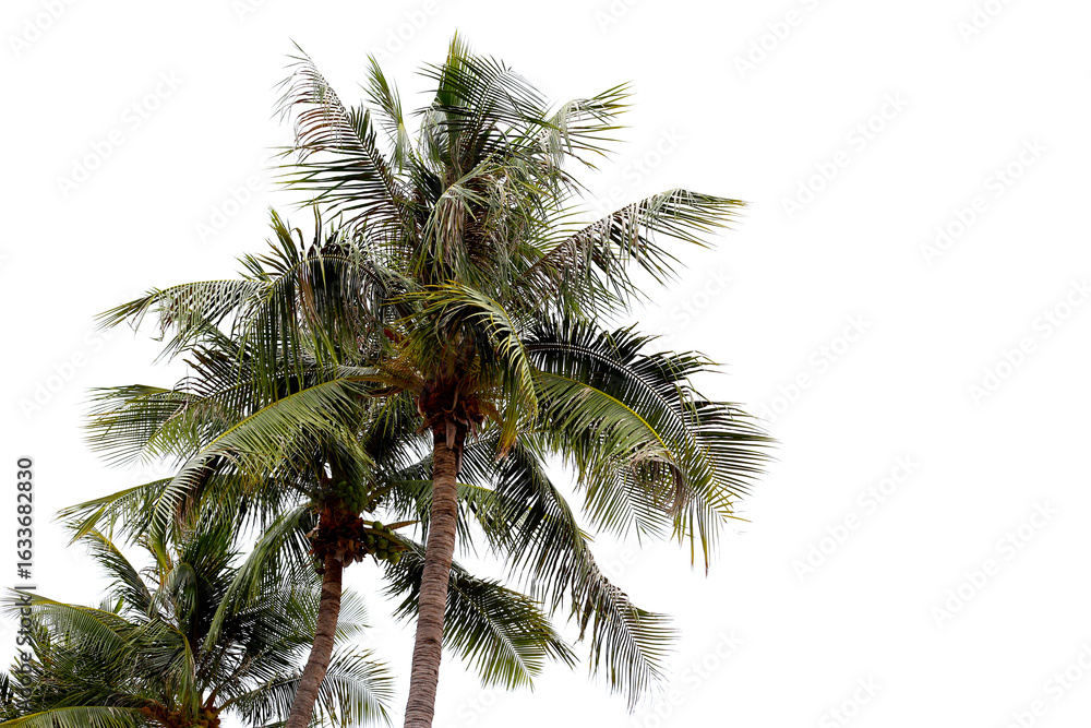 Obraz premium Tall coconut palm trees swaying in the wind