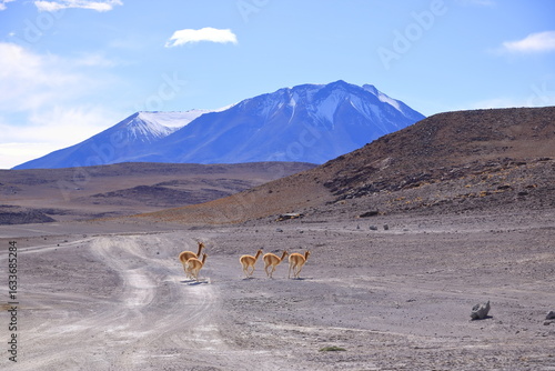 Wild vicunas in Bolivia, South America