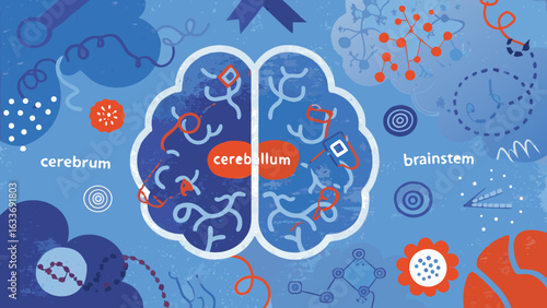 Illustration of a human brain depicting the cerebrum cerebellum and brainstem with blue background