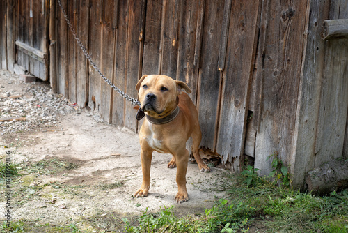 Foto Sad American pit bull terrier chained to his house