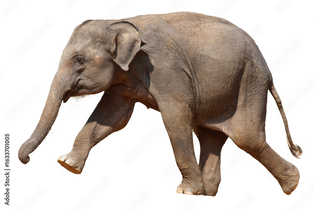 Fototapeta premium A baby elephant is walking on a white background