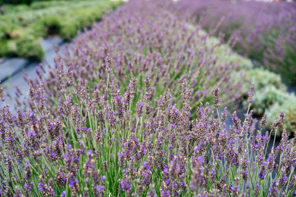Naklejka premium Close-up of densely blooming lavender rows representing large-scale cultivation for the herbal and natural ingredient industries. The global rise of botanical economies, lavender farming, 