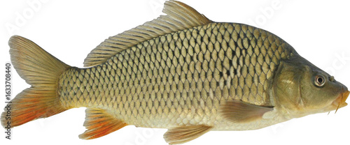 Fotografie Carp Fish Isolated On Transparent Background