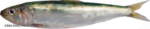 Fotografija Sardine Fish Isolated On Transparent Background