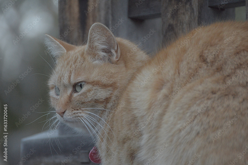 Fototapeta premium Cat's perspective / 猫の目線,ネコの視線(茶トラねこ,飼い猫)