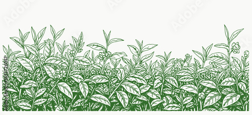 The Tea Plant: A Vintage Botanical Engraving. engraving tea plantation