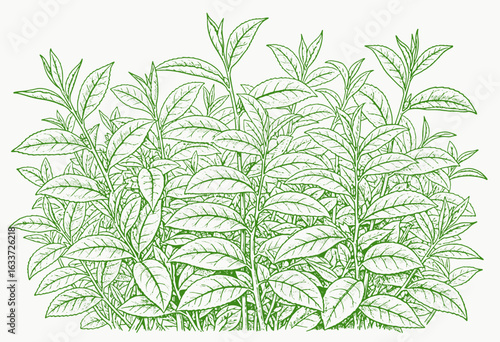 The Tea Plant: A Vintage Botanical Engraving. engraving tea plantation