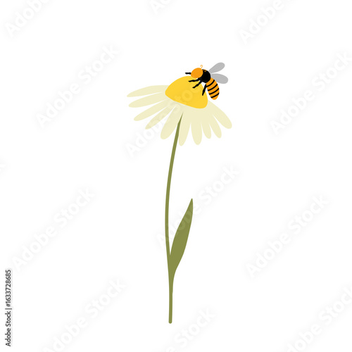 Daisy flower illustration with honey bee. Daisy flower illustration blooming. flat design illustration of Daisy flower and honey bee with cartoon style 
