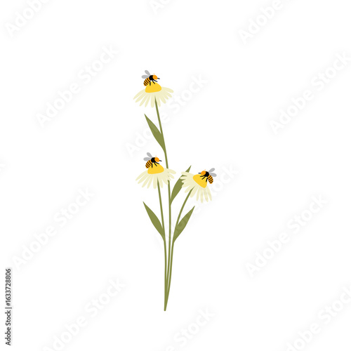 Daisy flower illustration with honey bee. Daisy flower illustration blooming. flat design illustration of Daisy flower and honey bee with cartoon style 
