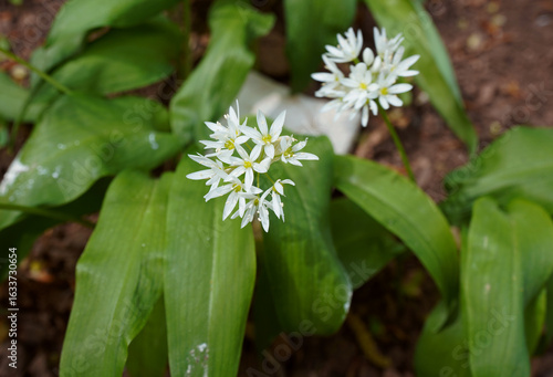 Eine Nahaufnahme der Blüten des Bärlauchs (Allium ursinum) mit ihren charakteristischen sternförmigen weißen Blüten und den typischen, breiten, glänzenden Blättern.