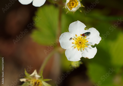Eine weiße Blüte der Wald-Erdbeere (Fragaria vesca) mit leuchtend gelber Mitte, auf der ein glänzender Blütenprachtkäfer (Anthaxia nitidula) sitzt. 