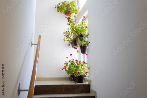 Fototapeta Naklejka Na Ścianę i Meble -  White indoor staircase with flowering potted geraniums near window, viewed from below. Cozy home interior with natural light and small space gardening concept