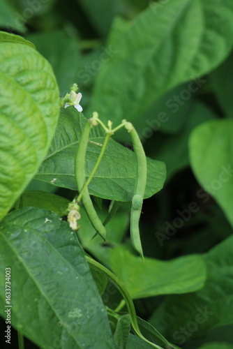 green bug on a bean