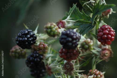 blackberry bush in the garden