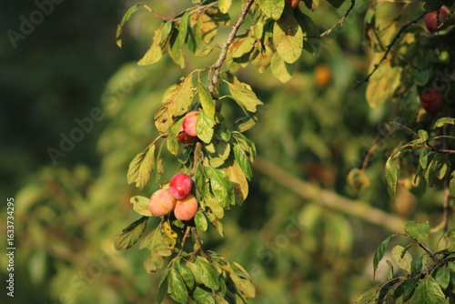 prunes