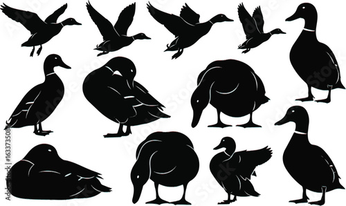 Set of duck silhouette vector illustration
