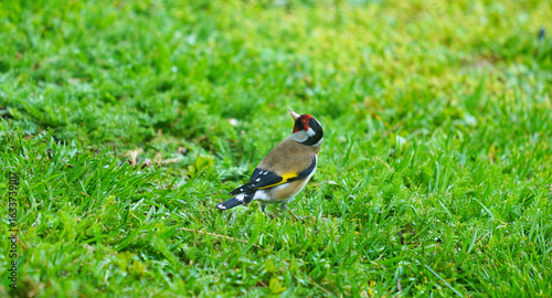 Ein Stieglitz (Carduelis carduelis) steht auf einer saftig grünen Wiese. Der Vogel ist gut an seinem leuchtend roten Gesicht, dem gelben Flügelstreif und dem kontrastreichen Gefieder zu erkennen.