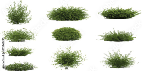 Collection of green bushes, various shrubs vector, landscaping foliage design, gardening elements, nature plants, outdoor greenery, botanical illustration, eco art