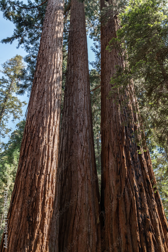 Obraz premium Sequoiadendron giganteum (giant sequoia, giant redwood, Sierra redwood or Wellingtonia) is a species of coniferous tree. General Sherman Tree Trail, Sequoia National Park, California. Sierra Nevada
